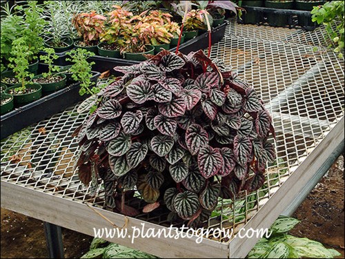 A large plant over flowering in a 6 inch pot.